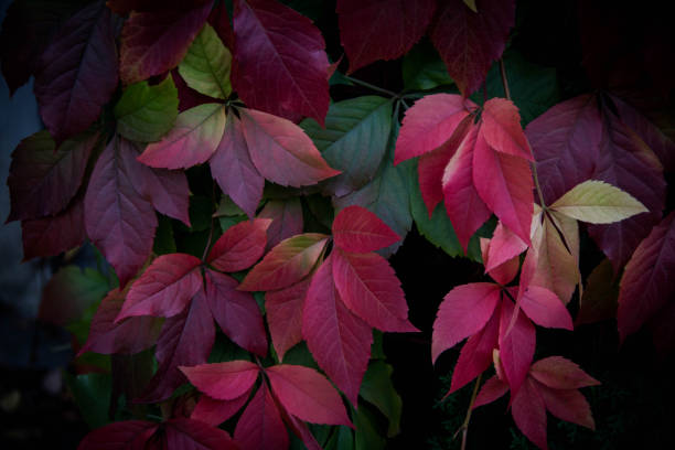istock Colorful autumn  virginia creeper leaves 1061484258