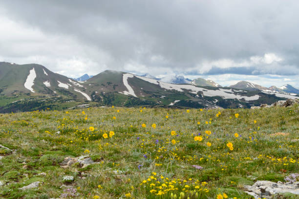 скалистые горные тундры полевых цветов - rocky mountains panoramic colorado mountain стоковые фото и изображения