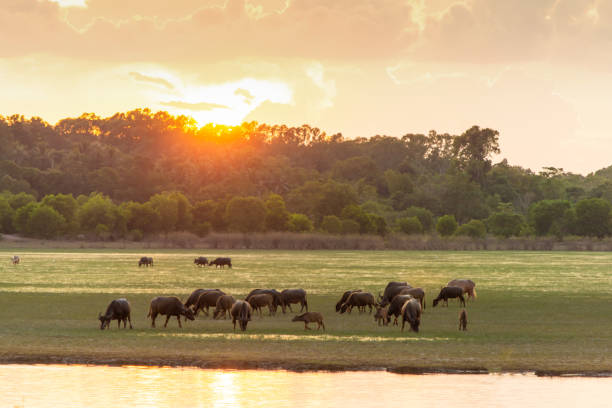 istock Thai swamp buffalo in peat swamp around lagoon with sunset background 1061493684