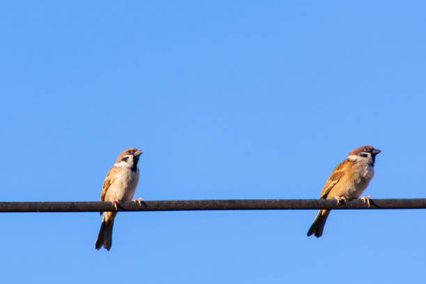 istock Sparrow bird sitting on electric cable  with blue sky background 1061493802