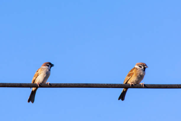 istock Sparrow bird sitting on electric cable  with blue sky background 1061495154
