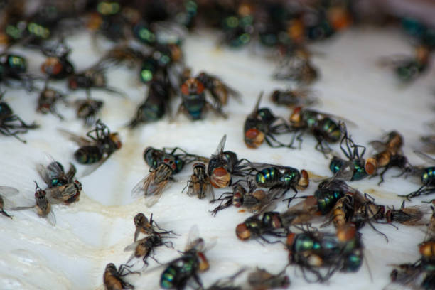 istock Group of Fly, housefly dead on sticky fly paper trap 1061495210