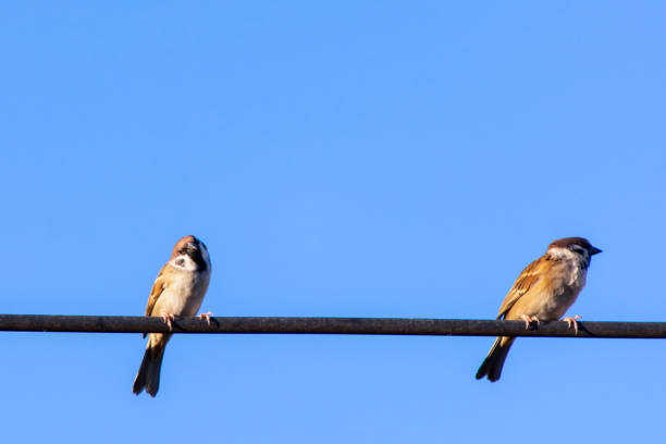 istock Sparrow bird sitting on electric cable  with blue sky background 1061495338