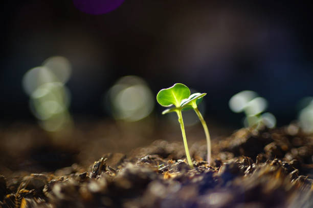 Young plants in agricultural plots.