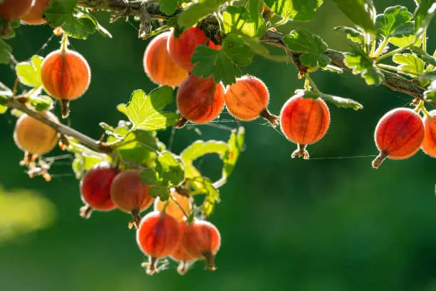 Fresh gooseberries on a branch of gooseberry bush with sunlight