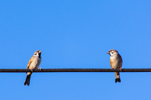 Sparrow bird sitting on electric cable  with blue sky background