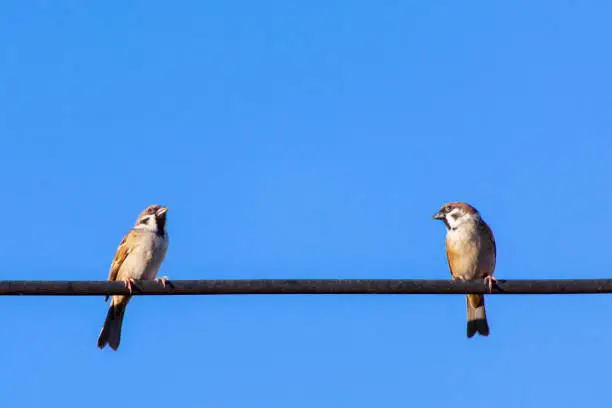 Photo of Sparrow bird sitting on electric cable  with blue sky background