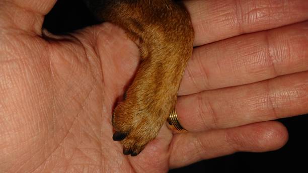 istock Pinscher's little paw 1061498082