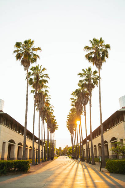 Palm Trees at Stanford University Stanford, USA - July 10, 2018. Palm Trees lining a walkway on the campus of Stanford University in Stanford, California. Stanford University is a world famous private research and teaching university. It was founded in 1885 in a suburban setting. stanford university photos stock pictures, royalty-free photos & images