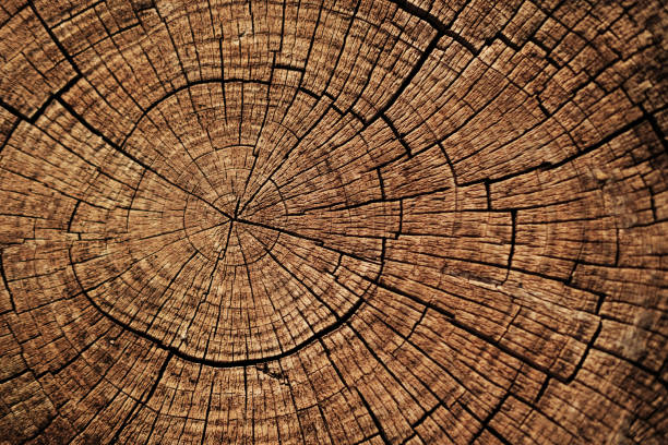 ridurre lo sfondo della trama degli anelli del cerchio dell'albero. - corteccia di legno foto e immagini stock