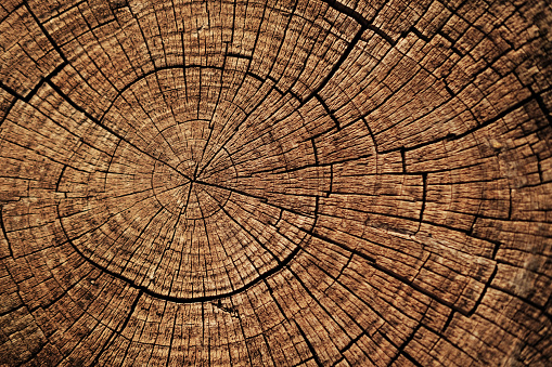 Cut down tree circle rings texture background.