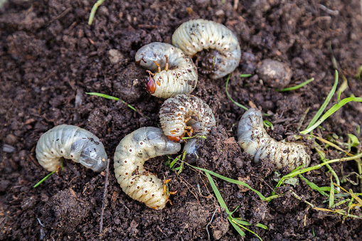 Close up of white grubs burrowing into the soil. The larva of a chafer beetle, sometimes known as the May beetle, June bug or June Beetle