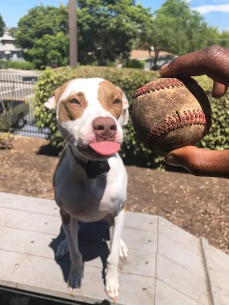 Dogs of Venice, Jocelyn Park