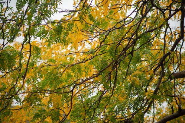 istock Isolated branches in autumn colors 1061511248