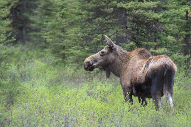 istock Female Moose in the forest 1061518192