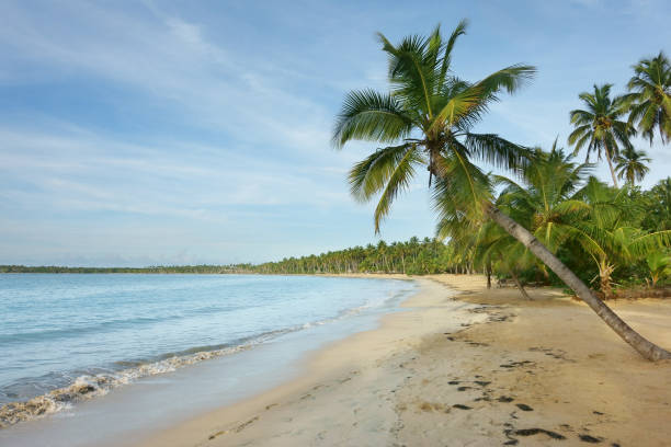 istock Beach with palm trees, Dominican Republic 1061518326