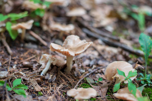 Isolated brown mushroom growing in the sunshine near the trail in the Finger lakes area. New York state