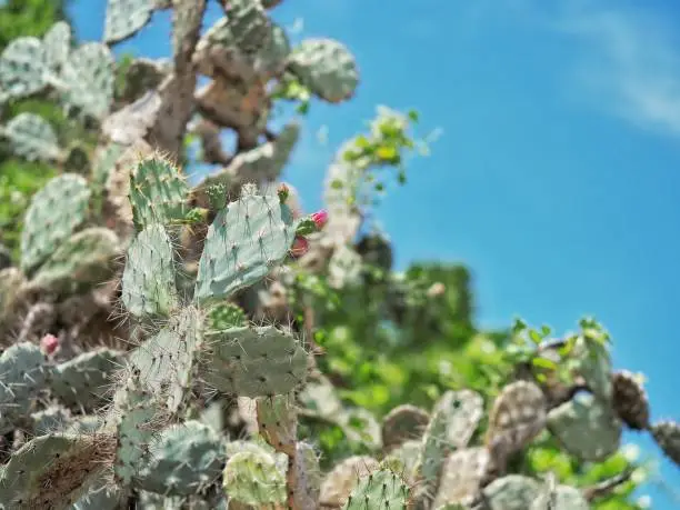 Cactus and cactus flower in sunny day at Pranburi Thailand