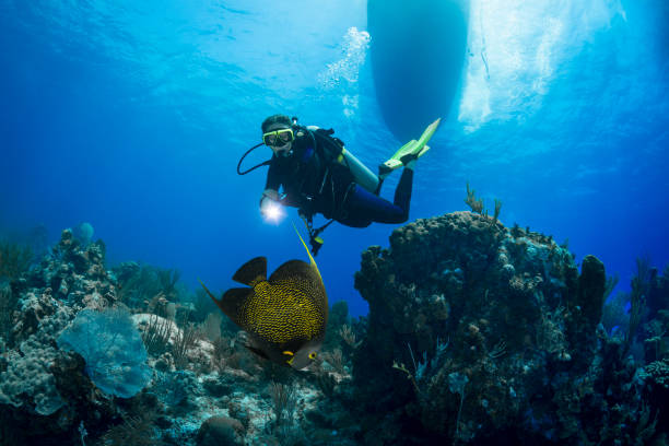 istock French angelfish and diver 1061520490