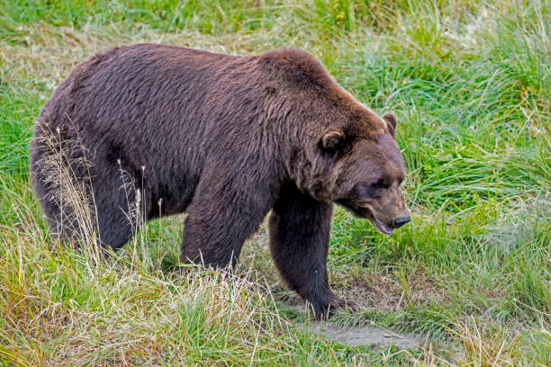 istock Large Grizzly Bear walking in green grass. 1061521762