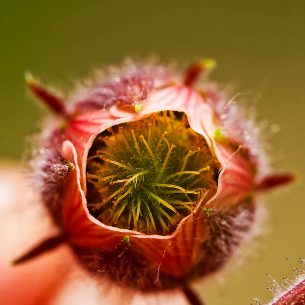 istock blooming red flower in the garden closeup 1061522552