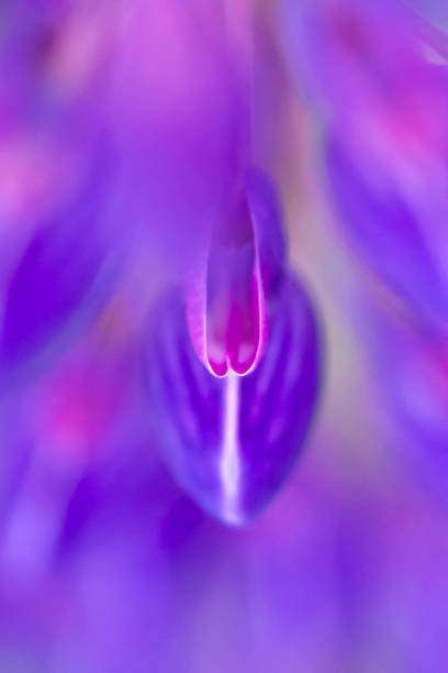 istock Flower blue lupine super close up and blur 1061522800