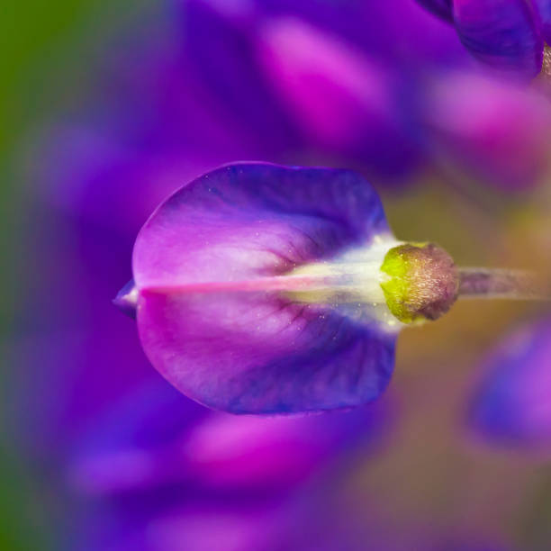 istock Flower blue lupine super close up and blur 1061522848