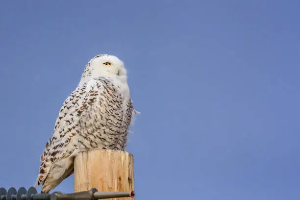 Female Snowy Owl resting on a telephone pole against a blue sky