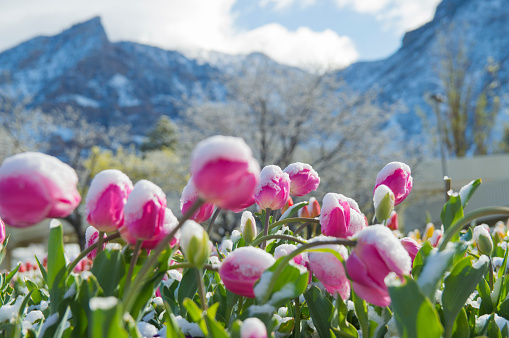 We had a surprise snowstorm in the early spring in Provo Utah.  Many of the early blooming flowers, like these tulips, were covered with a layer of snow.  A chilly scene with the snow covered mountains in the background.