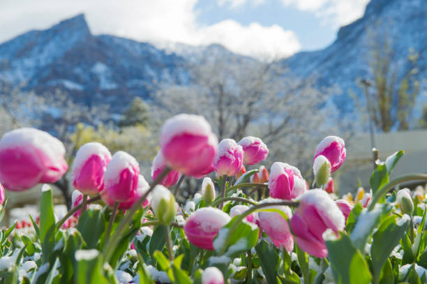 Snow Covered Tulips in the Early Spring stock photo
