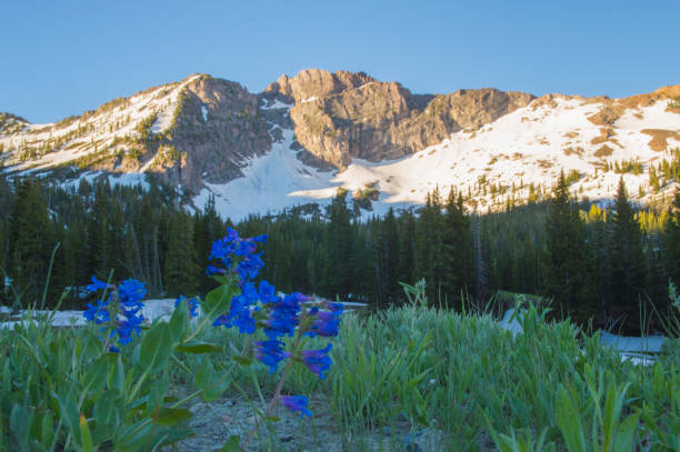 Photo of Blue Spring Wildflowers in Front of Snowpeaked Mountains