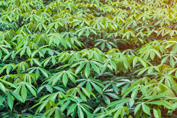 Full frame photo of cassava in the garden