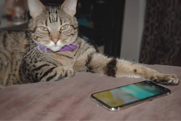 istock Cat with a smart phone. 1061530312