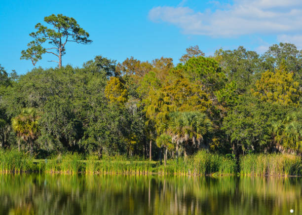 istock Beautiful view at Lake Seminole, Seminole, Florida 1061530320