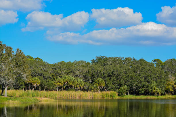 istock Beautiful view at Lake Seminole, Seminole, Florida 1061530364