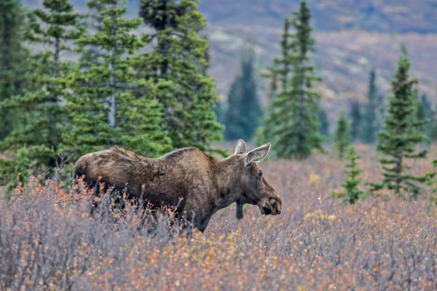 moose, landscape