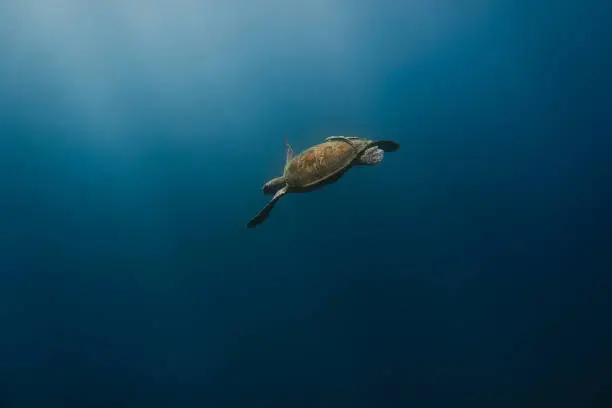 Green Sea Turtle swimming a long the big blue.