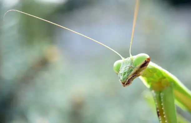 A praying mantis  out and about on a bush