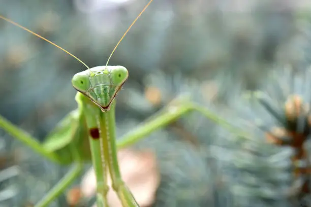 A praying mantis  out and about on a bush