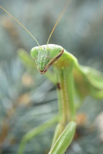 A praying mantis  out and about on a bush