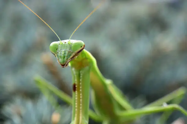 A praying mantis  out and about on a bush