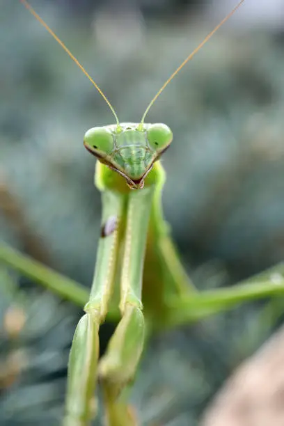 A praying mantis  out and about on a bush