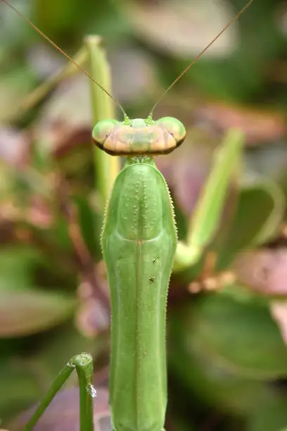 A praying mantis  out and about on a bush