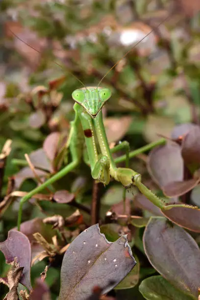 A praying mantis  out and about on a bush