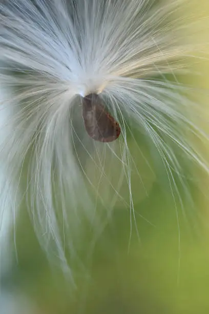 A single milkweed seed doing its thang... Flying and floating around in the air.