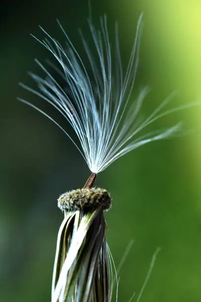 A single milkweed/dandelion seed waiting to go see the world.