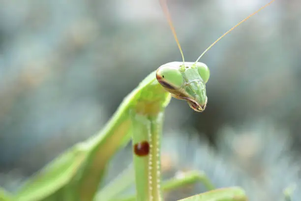 A praying mantis  out and about on a bush