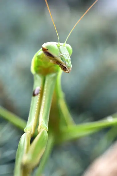 A praying mantis  out and about on a bush