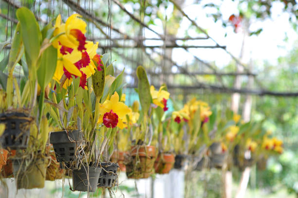 istock Beautiful orchid flowers in farm. 1061550026