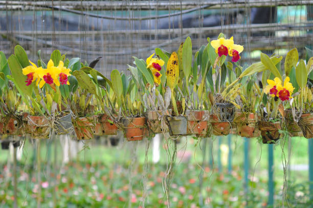 istock Beautiful orchid flowers in farm. 1061550086